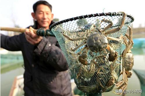 农村创业干啥好?这12个种植、养殖和加工项目,投资小挣钱快