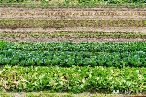 农村小型加工项目有哪些？推荐这三个项目
