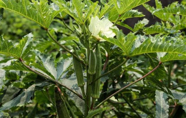 适合穷人没本钱的种植 国家扶持的种植药材有哪些