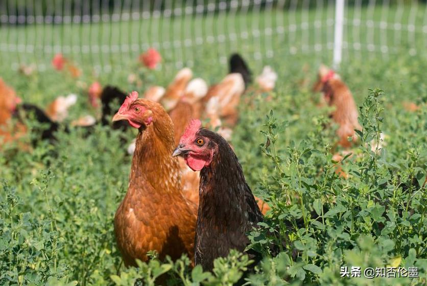 2021年农村养啥挣钱？这3个养殖项目投资小又回本快，重点是好养