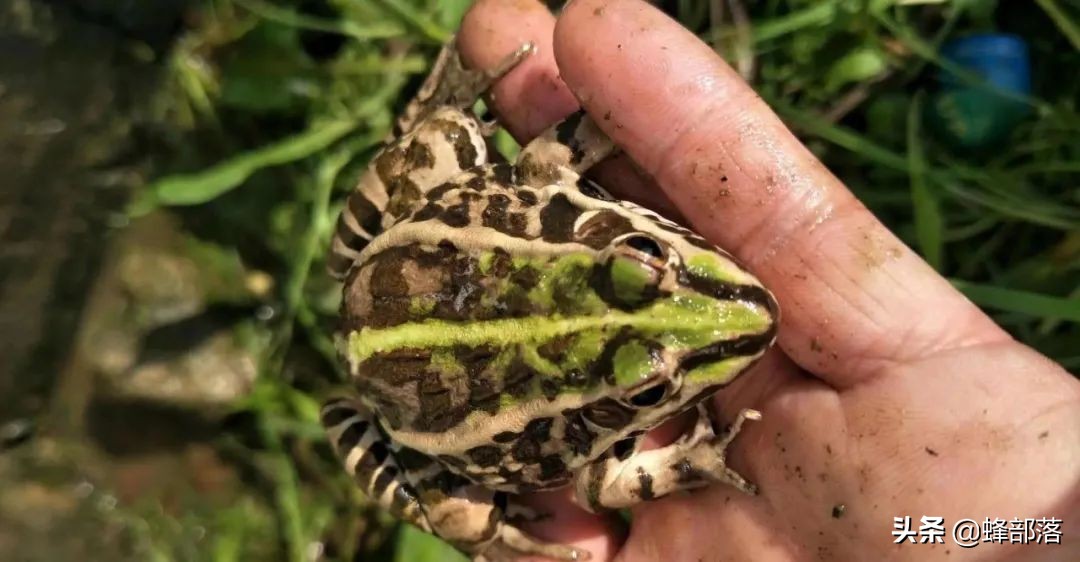 2021年农村发展,这些项目投资不多利润高,管理好赚50万是可能的