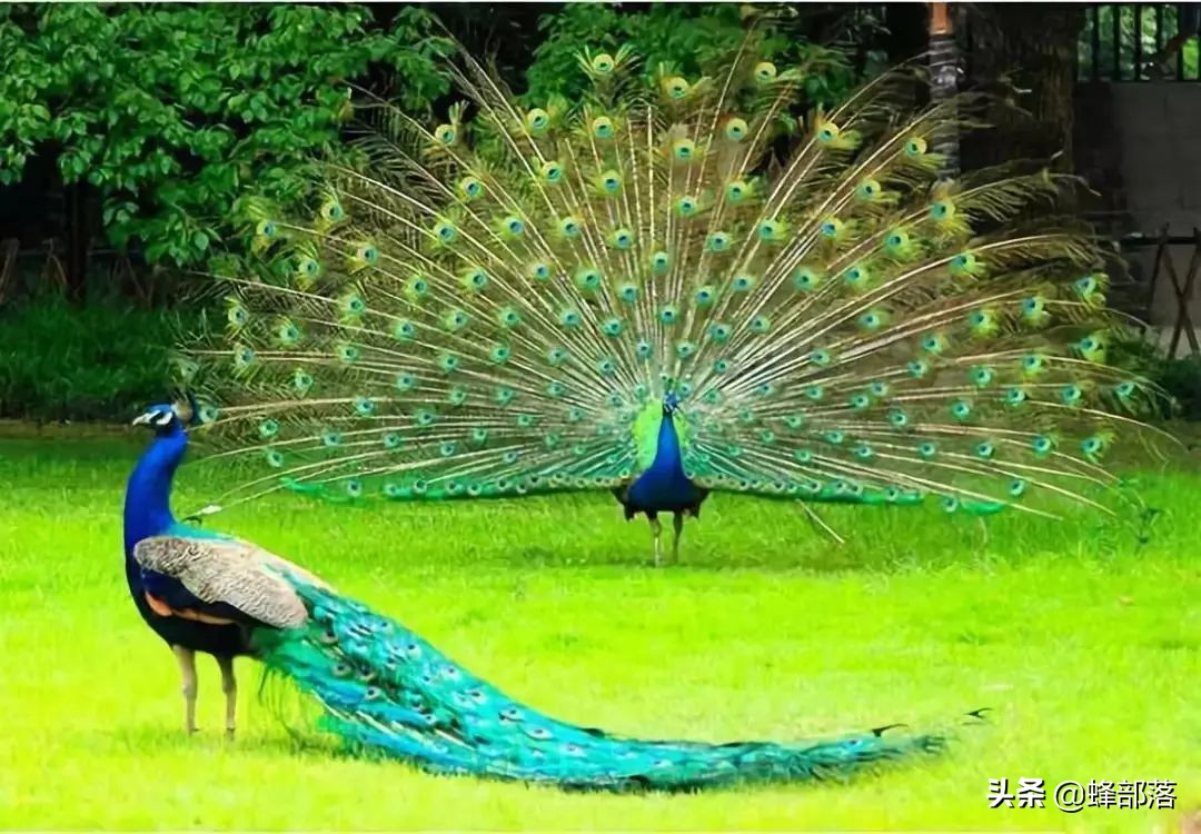 在农村,做什么项目赚钱?看看这5个项目,或许可以拓宽你的思路