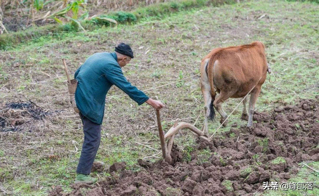 在农村，投资哪些项目可以赚钱？这9个项目，或许正是你想要的