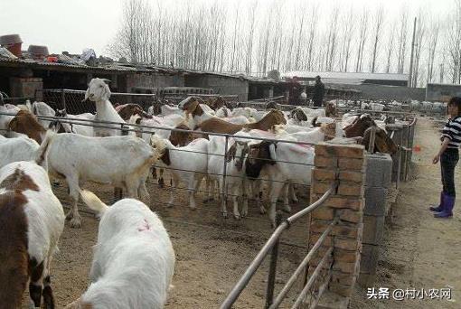 在农村创业,养殖啥投资小赚钱多?这6个项目搞好了就能多赚钱