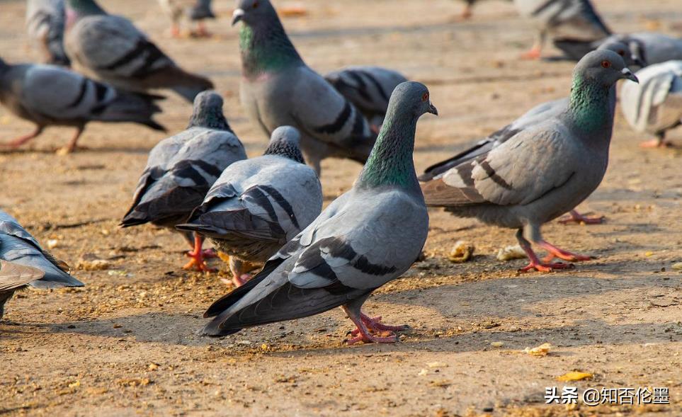 现在投入两三万元,在农村做什么有“钱”景?这几类养殖值得一试