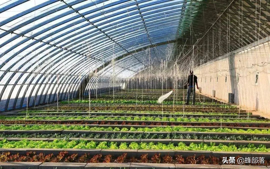 在农村，这7个项目可以赚钱，收入很不错，看看怎么做？