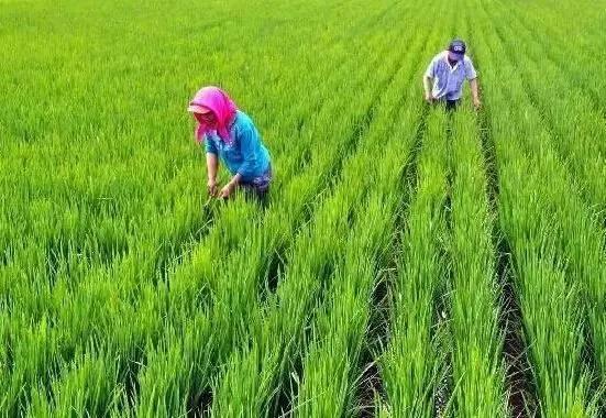 不想打工的农村人,回农村做什么比较合适呢?这些项目值得一试