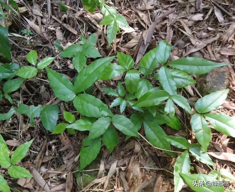 2021年农村发展,这些项目投资不多利润高,管理好赚50万是可能的