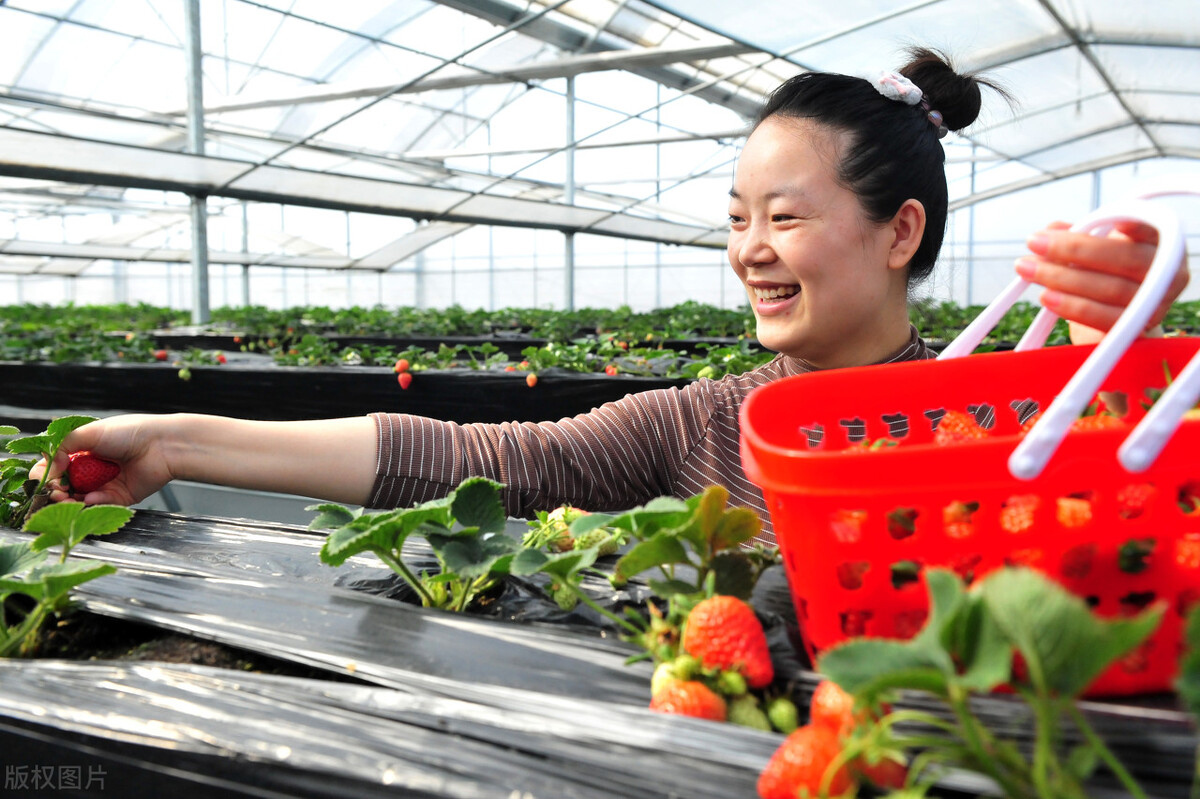 乡村振兴战略背景下，适合返乡创业青年的农业项目都有哪些？