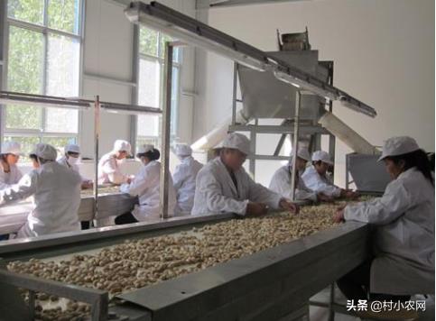 农村创业干啥好?这12个种植、养殖和加工项目,投资小挣钱快