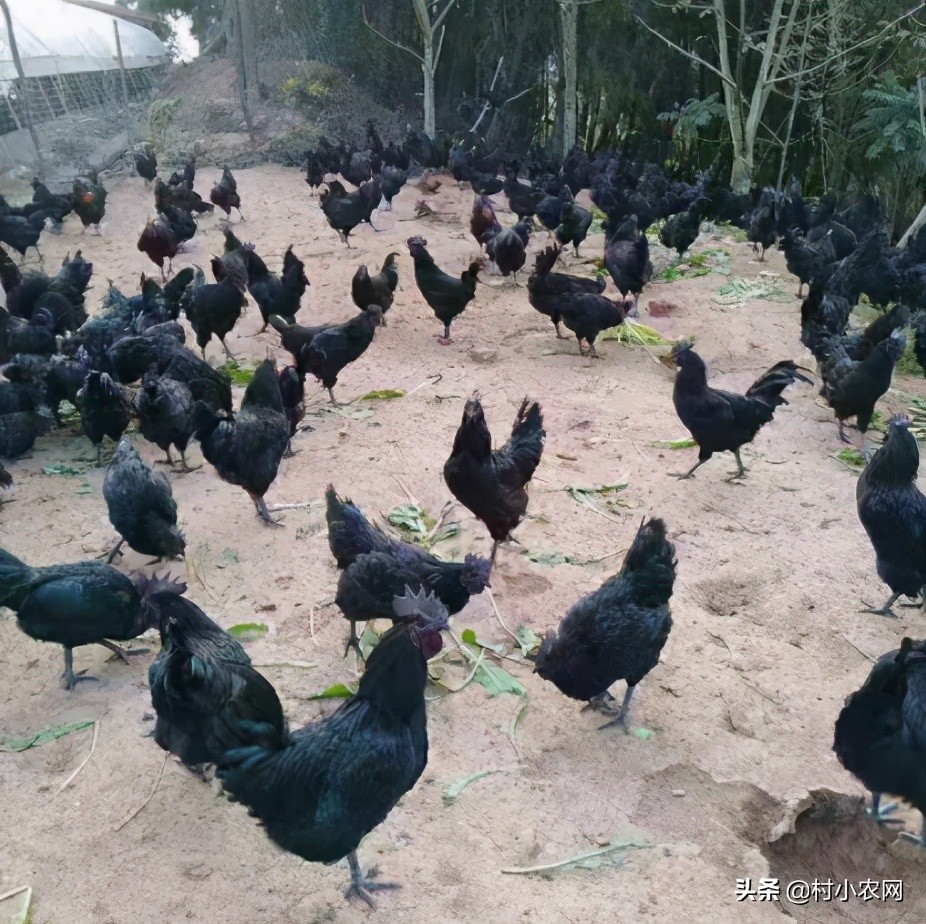 农村创业干啥最赚钱？这12个农村致富好项目，你值得一试