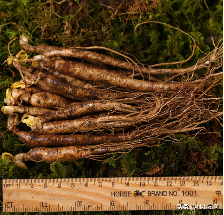 农村创业干啥最赚钱?这12个农村致富好项目,你值得一试