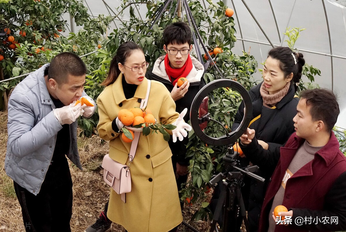 农村创业干啥最赚钱？这12个农村致富好项目，你值得一试