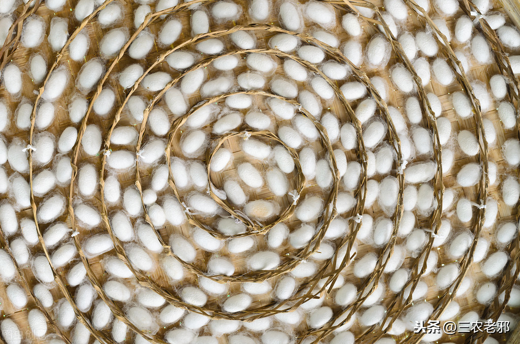 农村养殖家蚕，好养又好卖，教你高效实用的养蚕方法