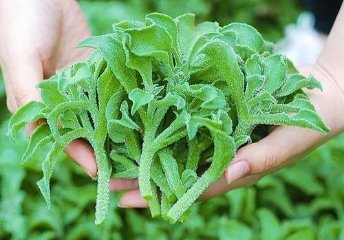 哪些种植项目不愁销路？这些常见项目值得考虑，请收藏