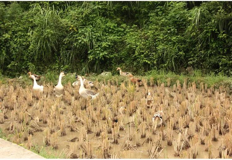 哪些农村人在闷声发大财?这五个项目别小瞧,都是能赚大钱的