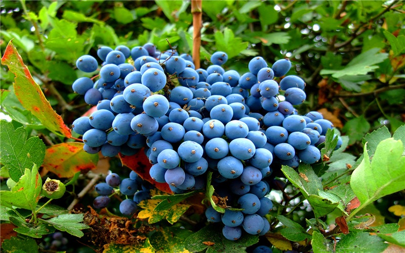 50岁的人不想在城市折腾，回农村自主创业，有哪些可行的项目？