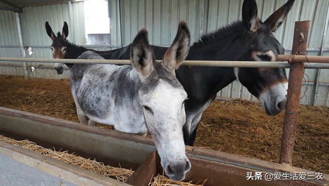 这些农村小本项目，一样也可赚大钱，建议收藏