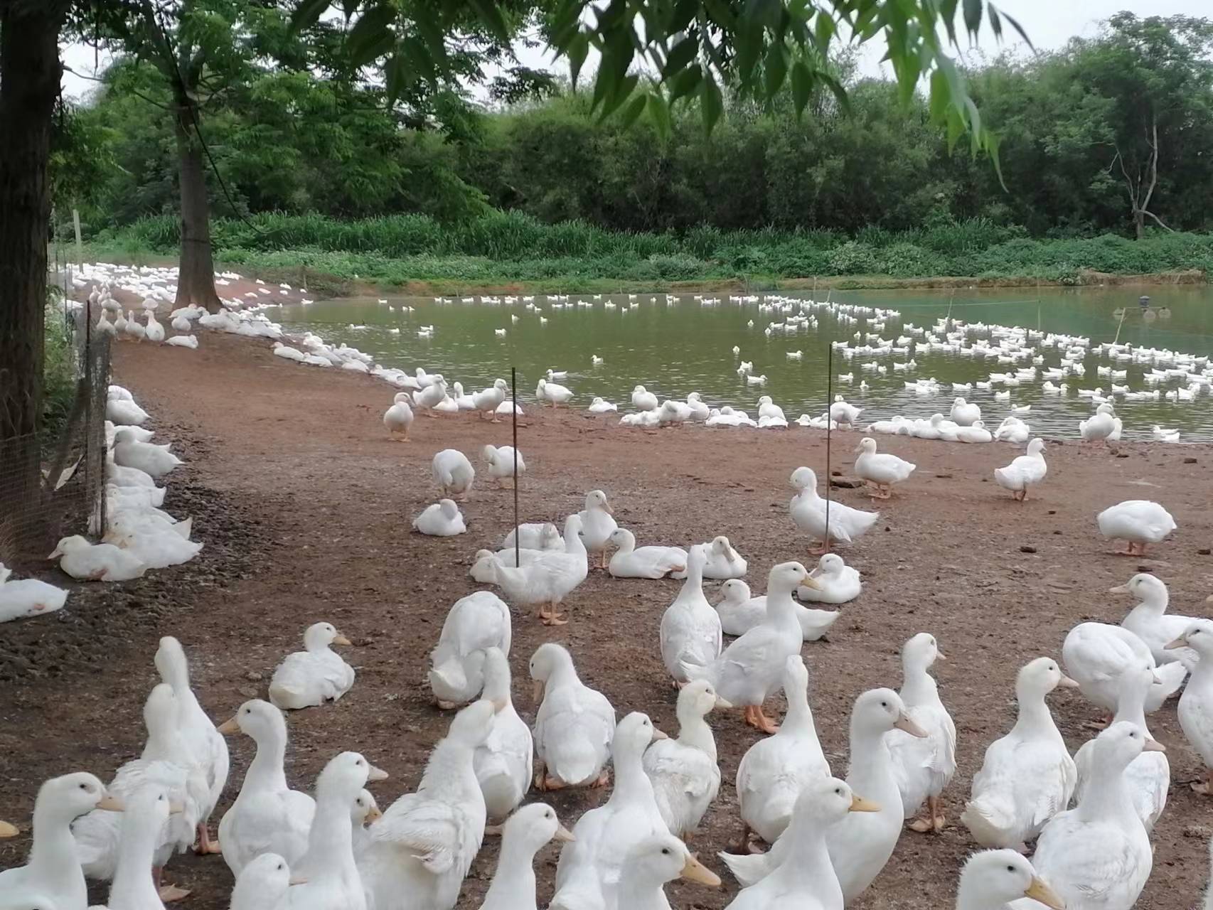 农村创业搞养殖,零元起步,白手起家的方法