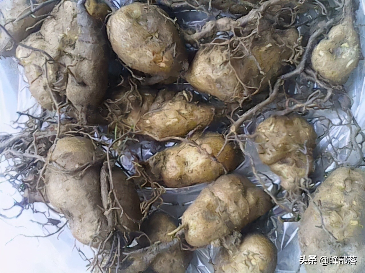 2021年农村发展,这些项目投资不多利润高,管理好赚50万是可能的