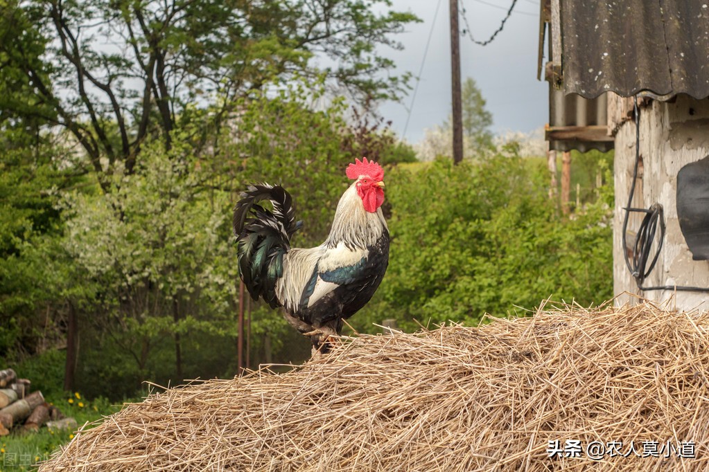 疫情过后，我们在农村有什么好方向创业呢？