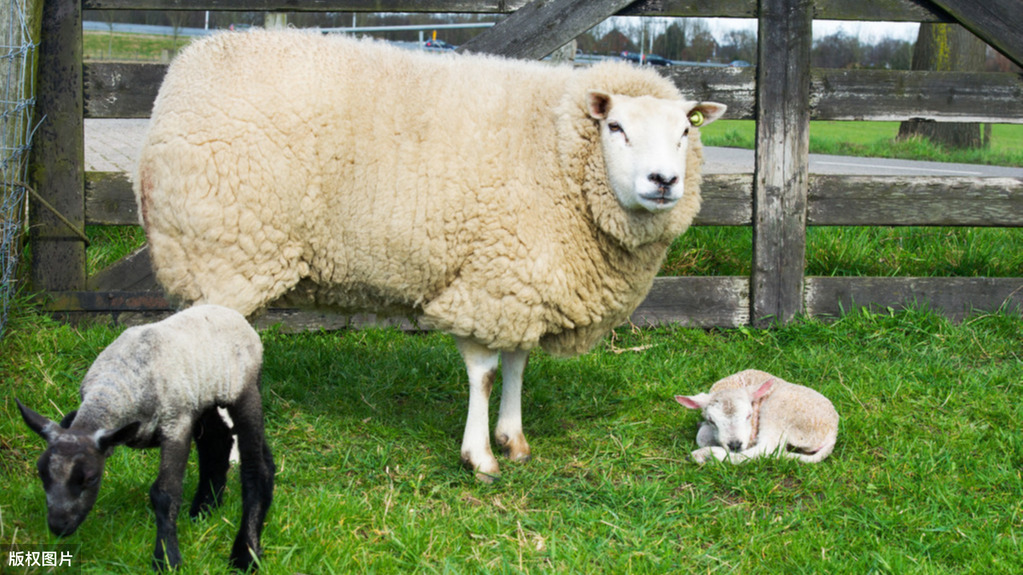 适合农村“穷人”创业,2万元成本就能赚8万,你会选择吗?