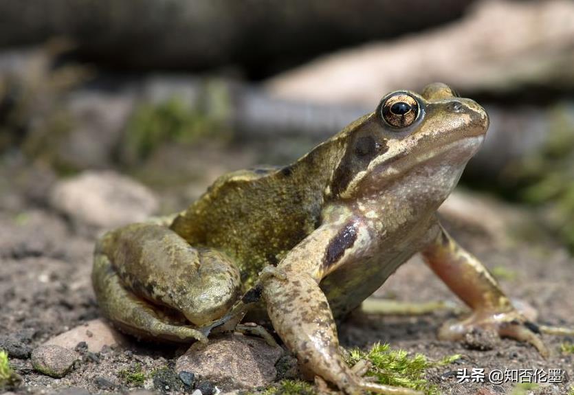 2021年农村养啥挣钱？这3个养殖项目投资小又回本快，重点是好养
