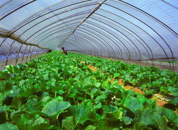 你真的能改变生活吗?农村人的致富方法其实是可以复制的