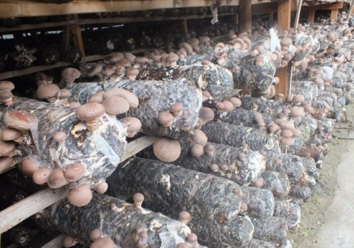 农业商机创业项目(农村致富3个小投资项目)-专在家创业网