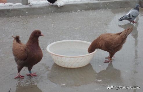 推荐四个农村低成本创业项目，门槛很低，最低投资只需千元