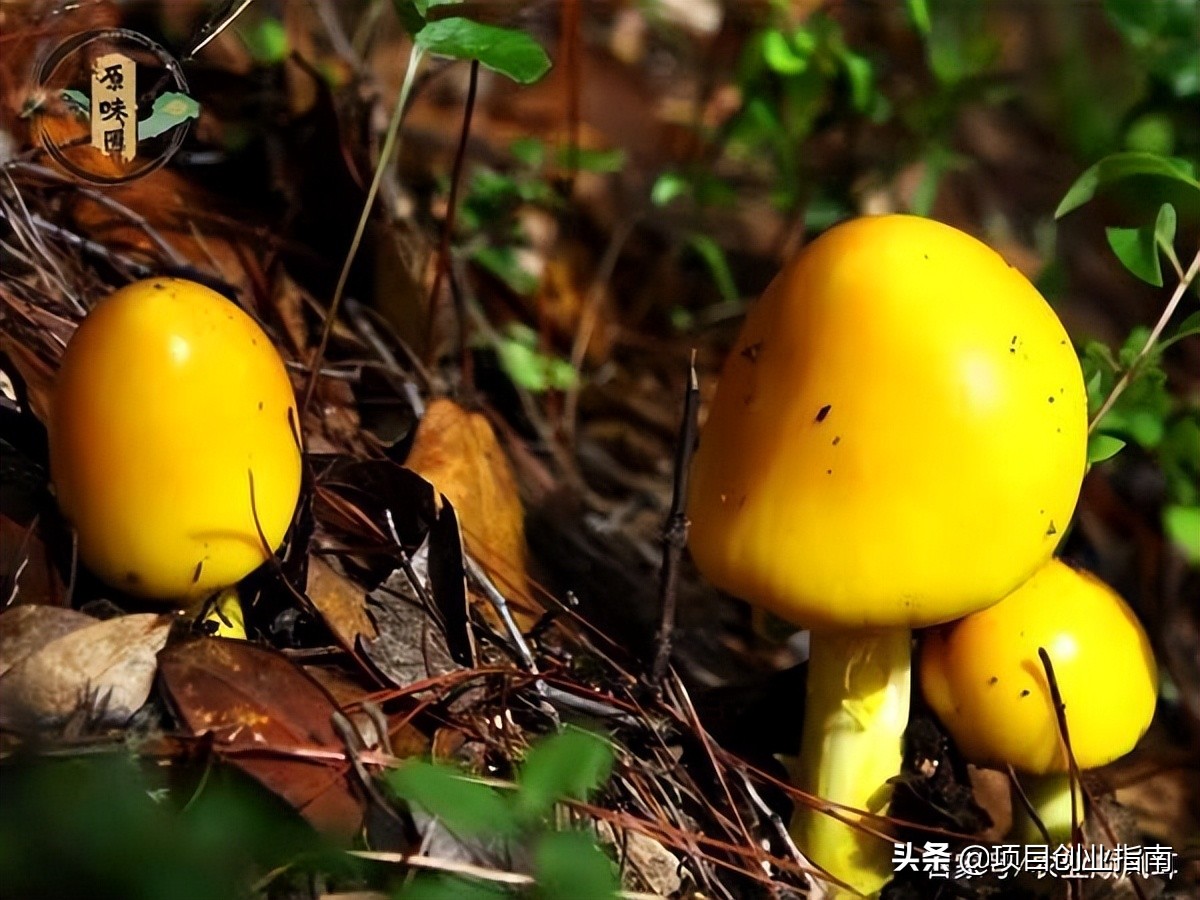 冷门赚钱小生意,市场前景好,想要创业的建议看完这篇文章