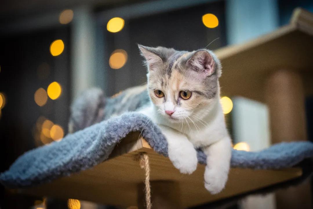 有人为猫愤而创业,有人为宠物一掷千金,宠物赛道该向何处去?