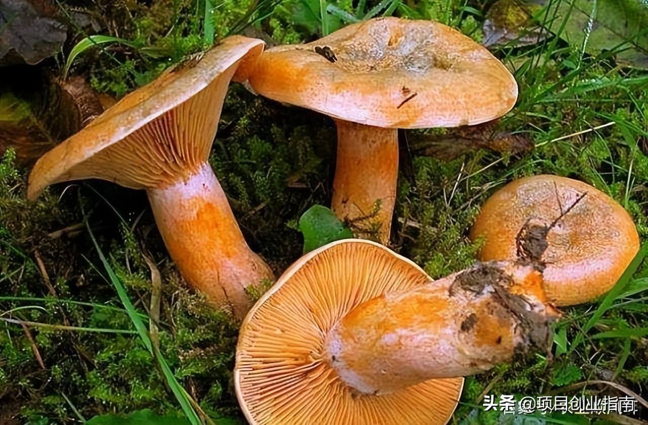 冷门赚钱小生意,市场前景好,想要创业的建议看完这篇文章