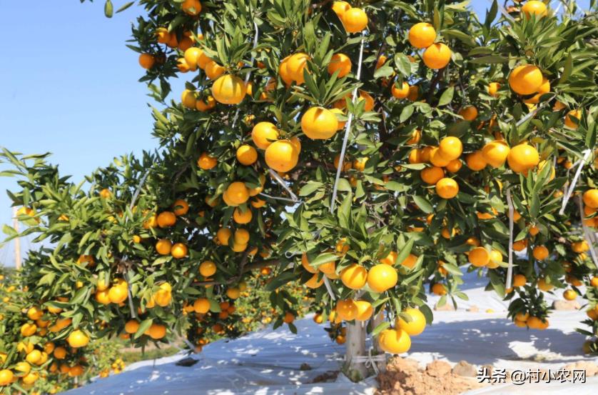 现在农村种什么前景好?这6个种植赚钱项目,很适合你在农村创业