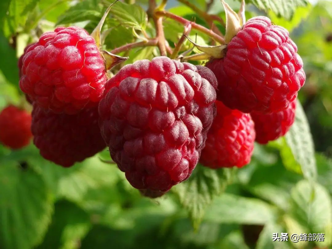 2021年农村发展,这些项目投资不多利润高,管理好赚50万是可能的