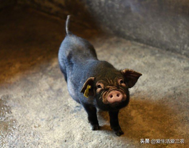 这些农村小本项目，一样也可赚大钱，建议收藏