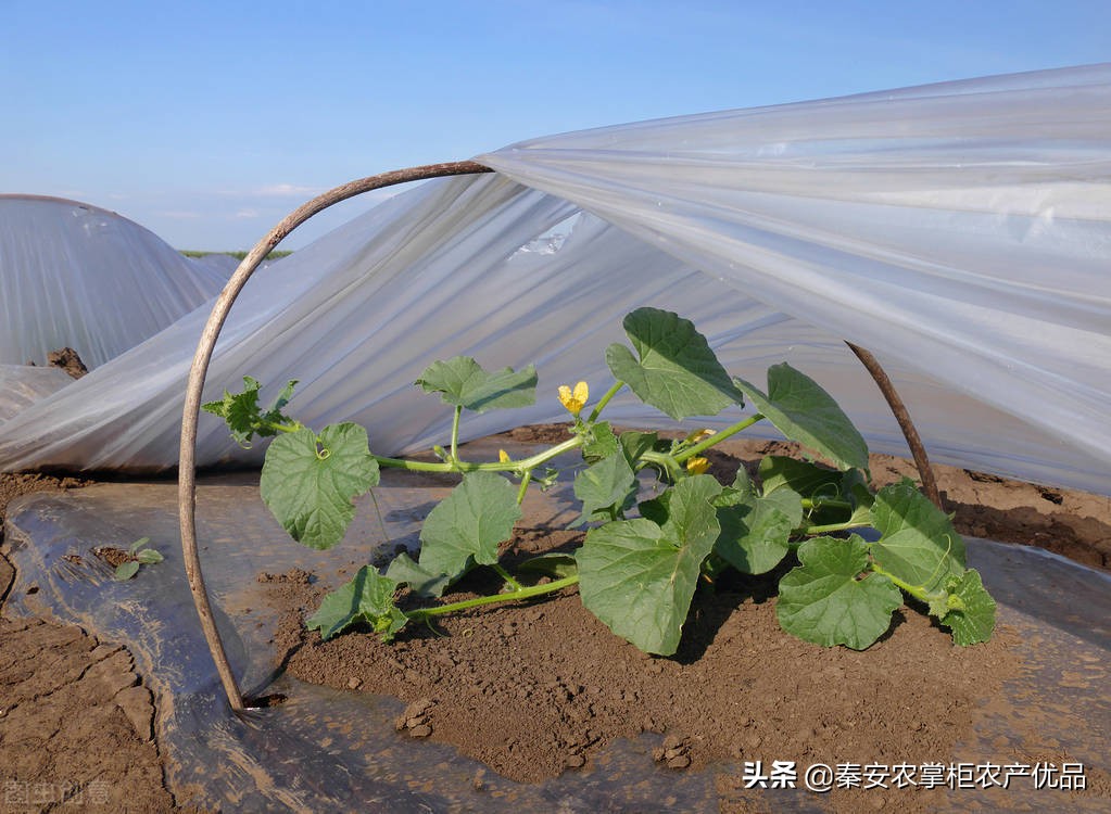 能让农民快速发财致富的八大行业，有哪些呢？