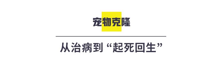 宠物经济:在日益细分的市场中寻找有潜力的新生意