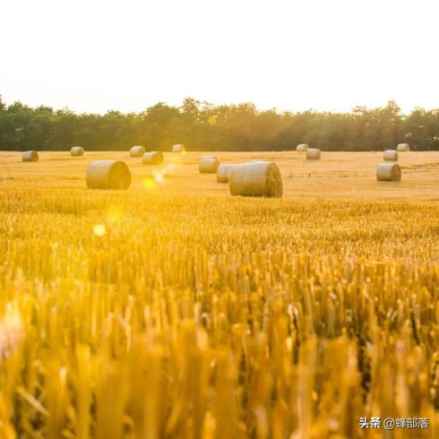 当前适合农村致富的项目(10个农村创业致富项目总有一个适合你)-专在家创业网