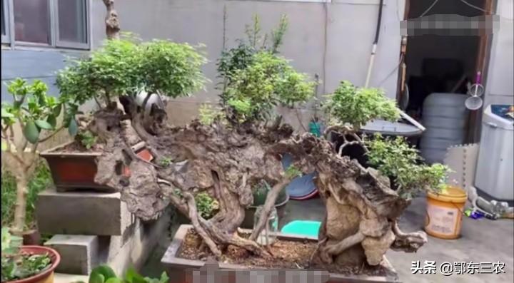 山区农村小伙子,利用自然资源栽培盆景,三年创造经济收入100万