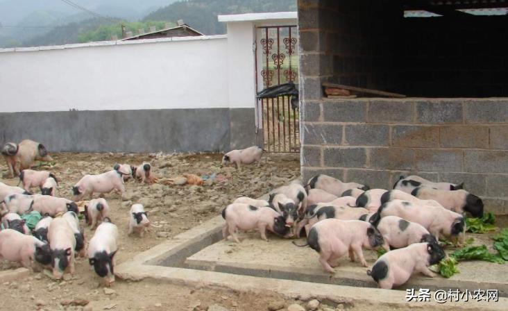 2021年农村创业,种植养殖啥能致富?这10个项目不比打工差