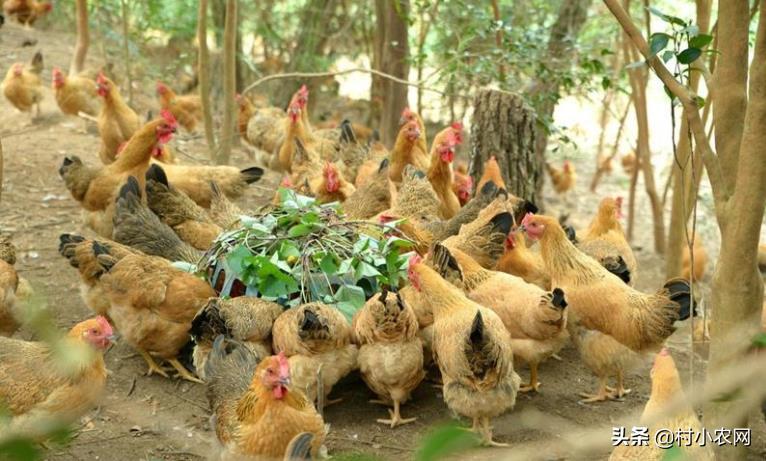 在农村创业,养殖啥投资小赚钱多?这6个项目搞好了就能多赚钱