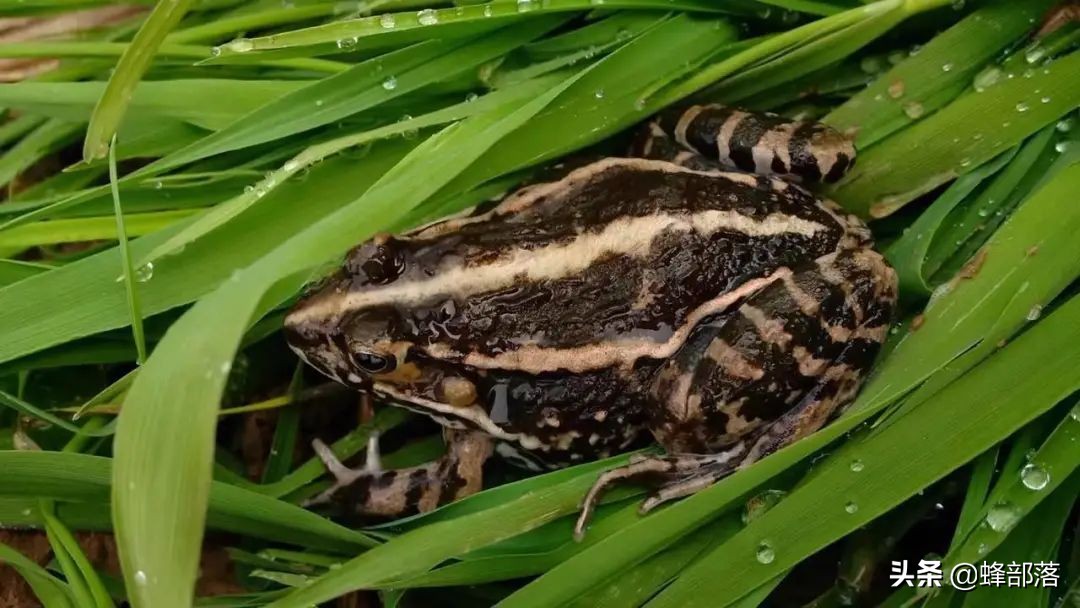 2021年农村发展,这些项目投资不多利润高,管理好赚50万是可能的