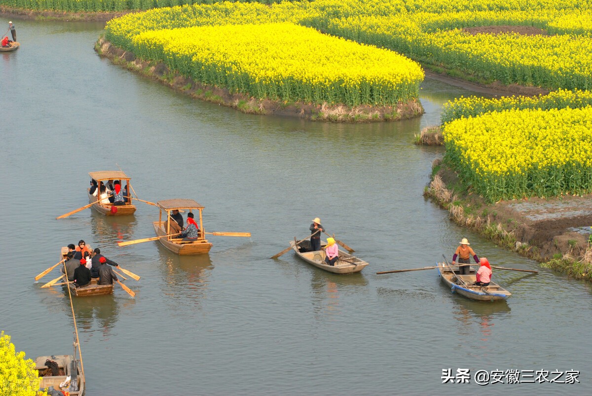 乡村振兴势不可挡，就是普通人抓住这3个机遇，都有致富的希望