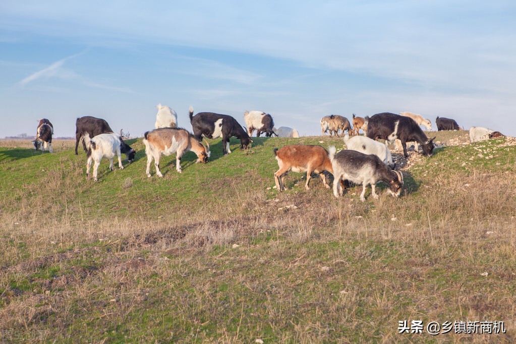 农村最具有潜力的创业项目，未来几年值得投资的项目推荐