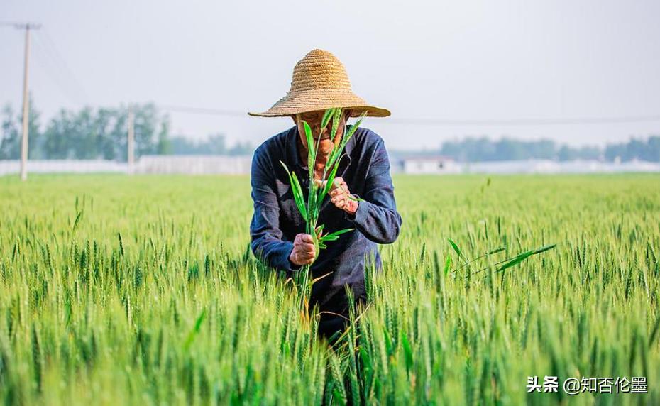 2022年返乡创业,干哪行“投资小,回报大”?这几个项目值得参考