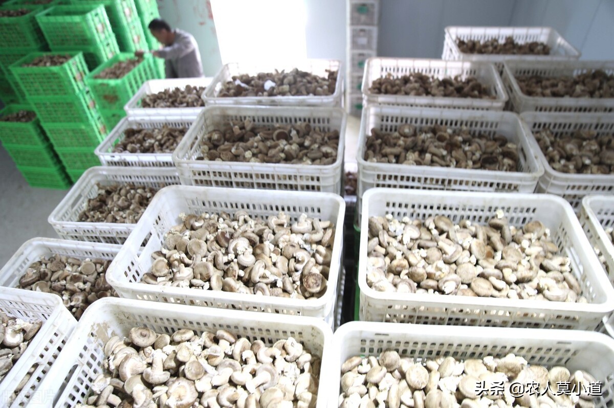 很多农村年轻人想回来创业,这几个暴利的行业你知道吗?