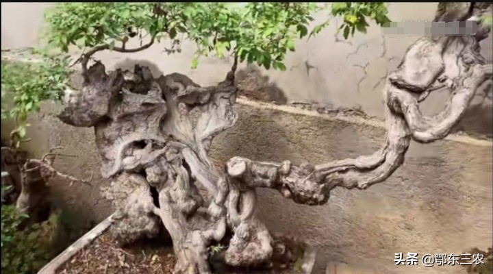 山区农村小伙子,利用自然资源栽培盆景,三年创造经济收入100万