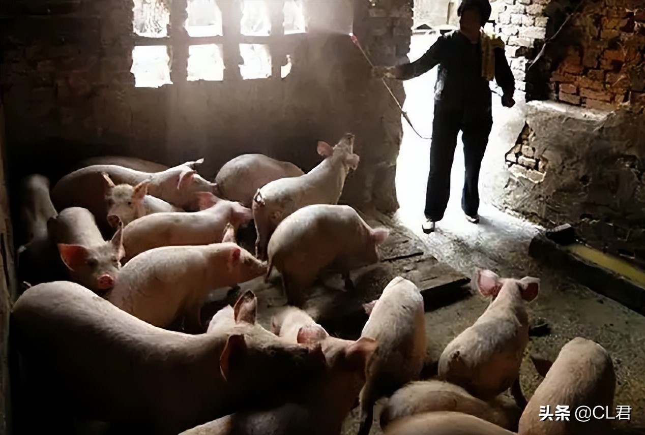 农村迎来好消息，“4种创业”方式迎春天，农民增收方式又多了