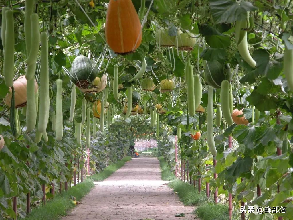 2021农村未来10大项目，蕴含万亿发展商机，抓住一项就有大发展